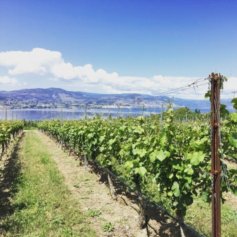 Advantages of the Okanagan Wine Industry