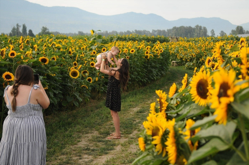 Are There Any Sunflower Festivals in the Okanagan Valley?
