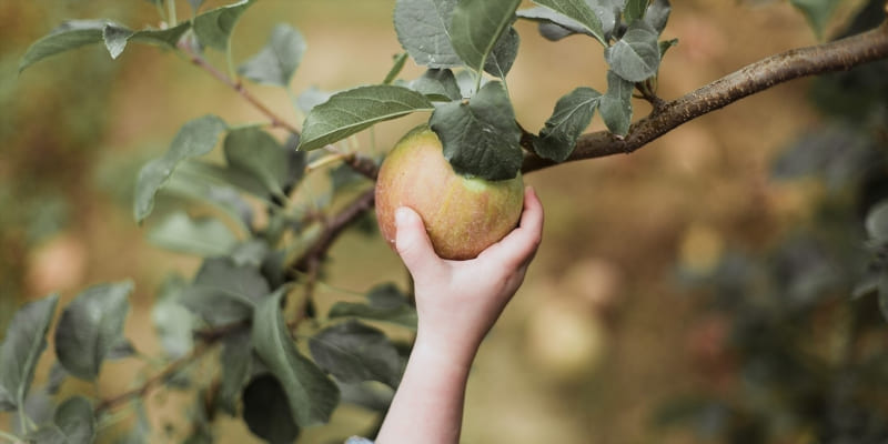 Fruit Picking Adventures