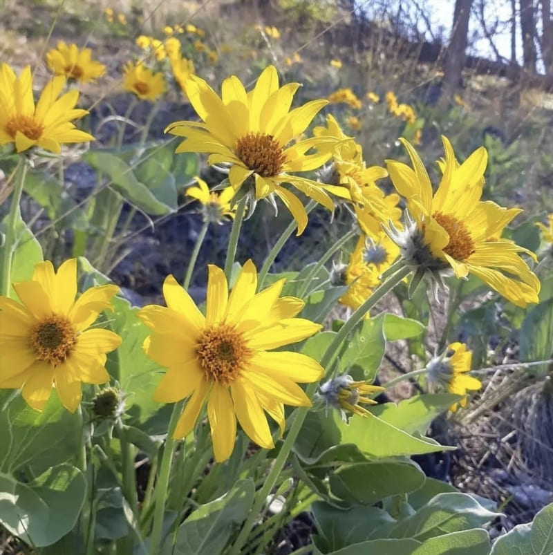 Okanagan Sunflower Arrowleaf Balsamroot in Local Culture