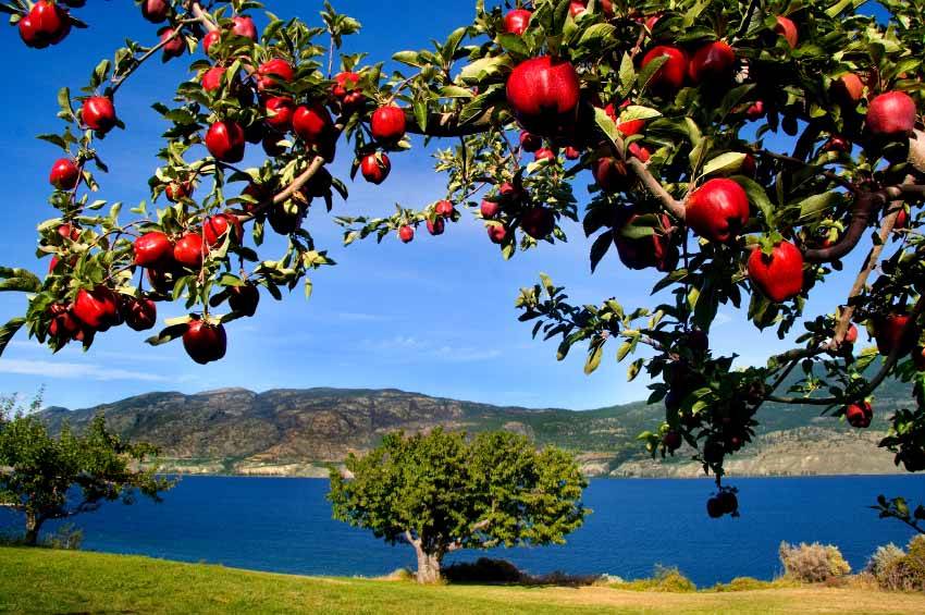 Okanagan Apple in Culinary Arts