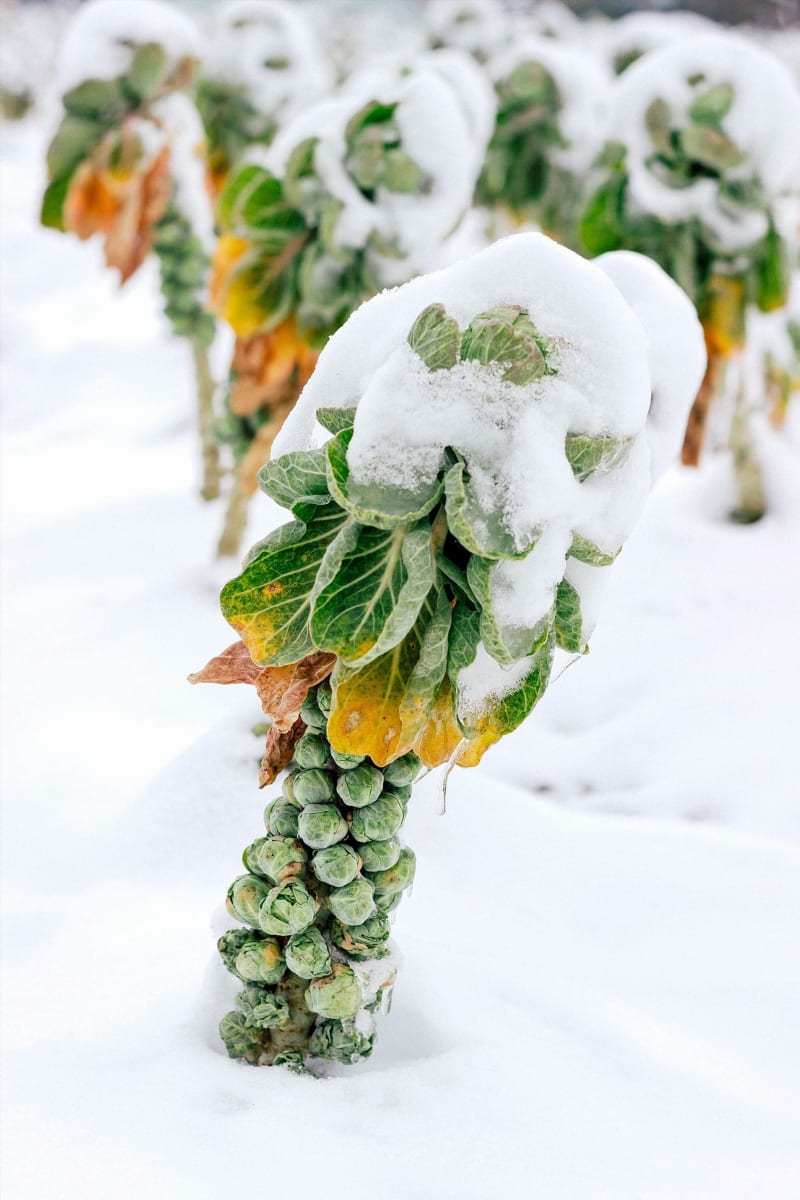 Tasting the Winter Harvest