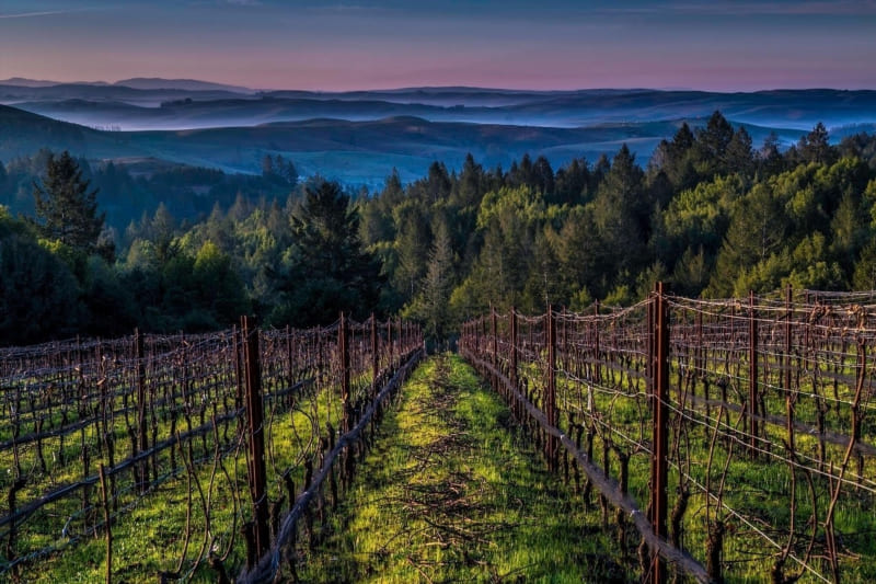 Vineyard Vistas: A Sight to Behold