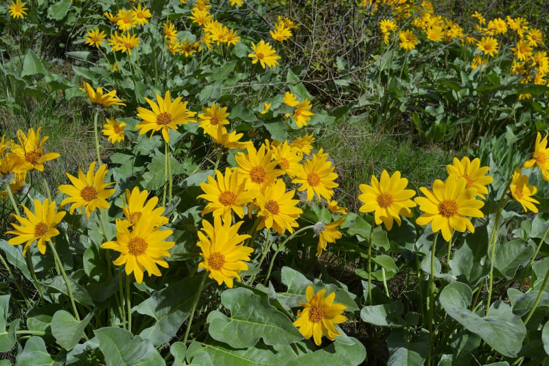 What Makes the Okanagan Sunflower Unique?